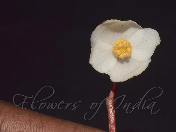 Kekar Monying Begonia